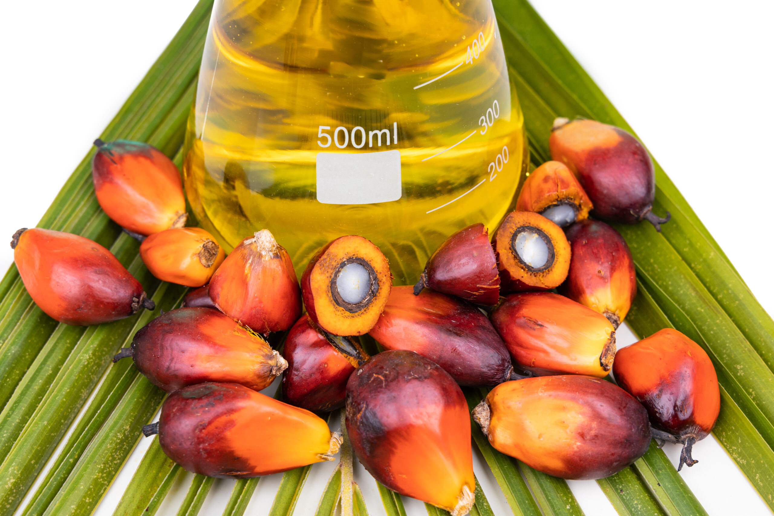 Palm Oil Suppliers