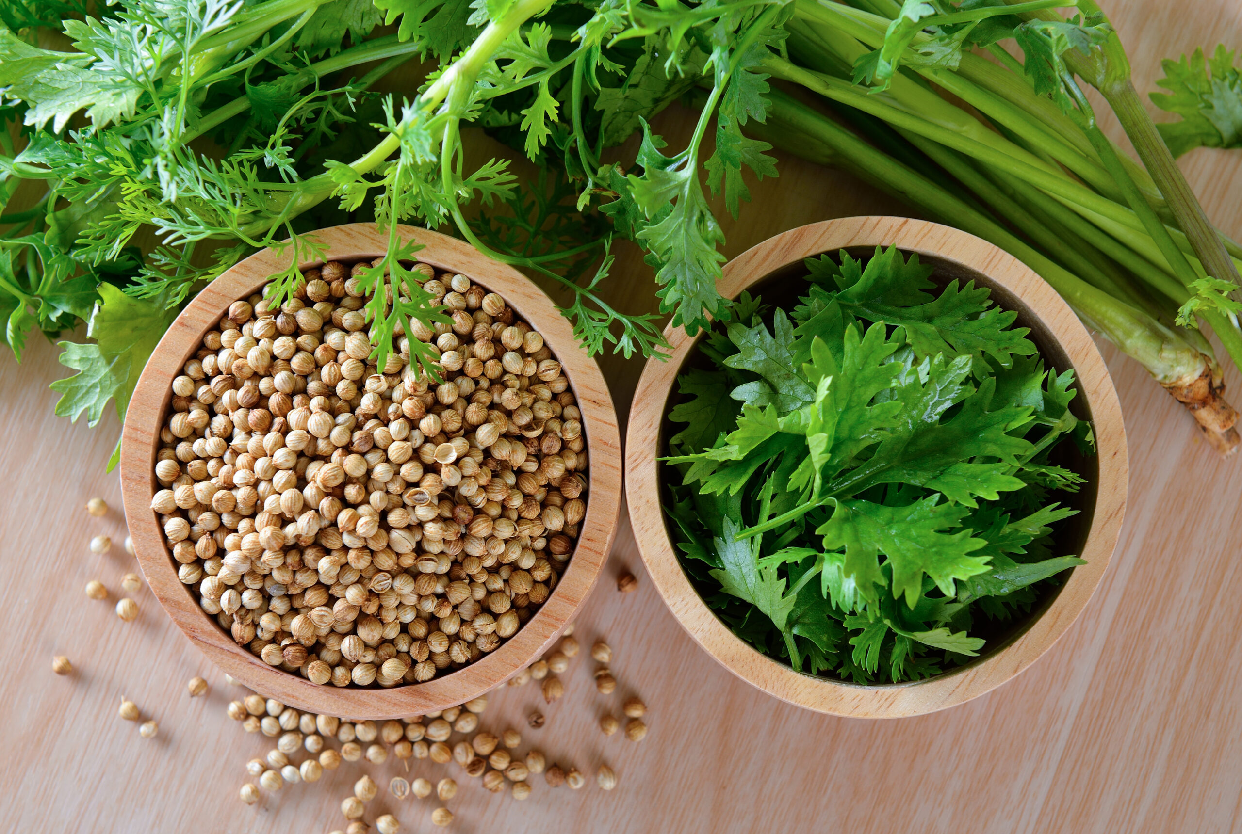 Coriander Suppliers -Dhaniya