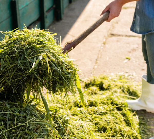 Alfalfa Suppliers