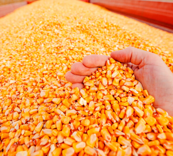 Corn Suppliers